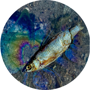 Nástražné rybičky